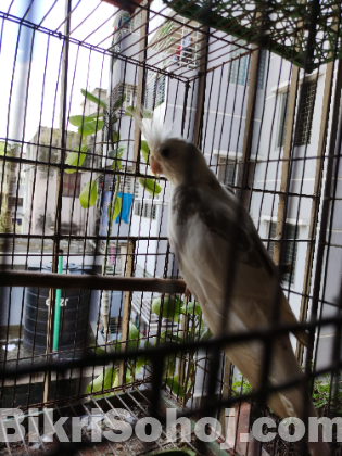 Kukatel male